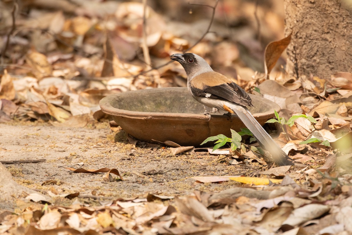 Gray Treepie - ML637048713