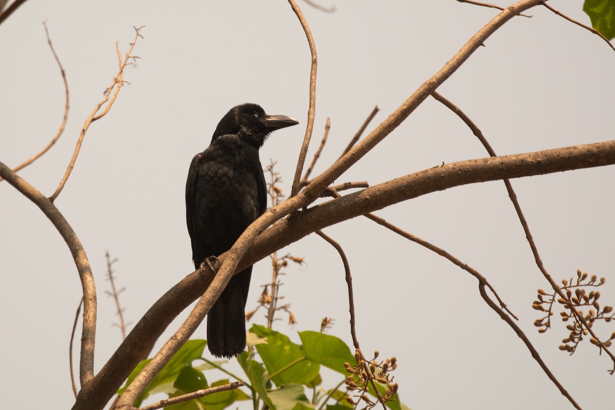 Large-billed Crow - ML637048719