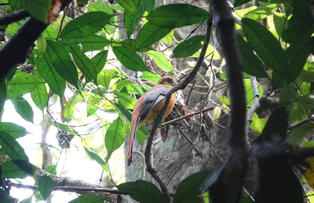 Orange-breasted Trogon - ML637048801