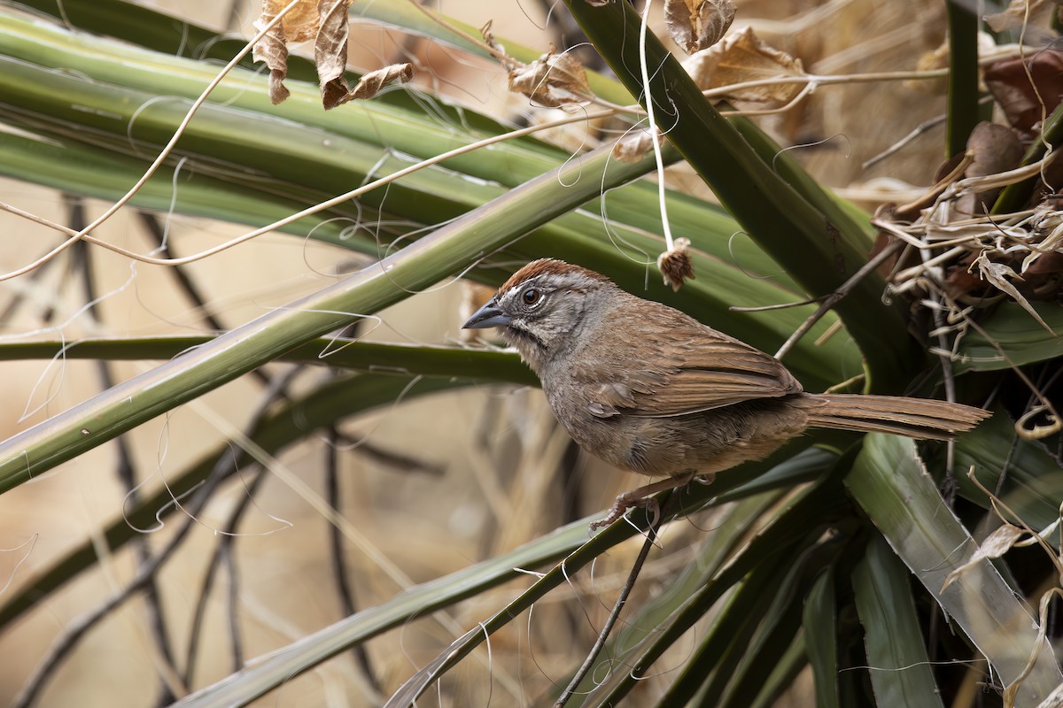 Rusty Sparrow - ML637048822