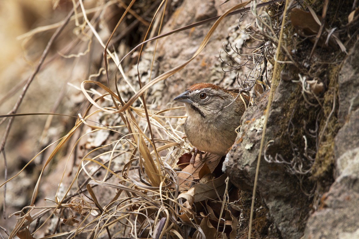 Rusty Sparrow - ML637048823