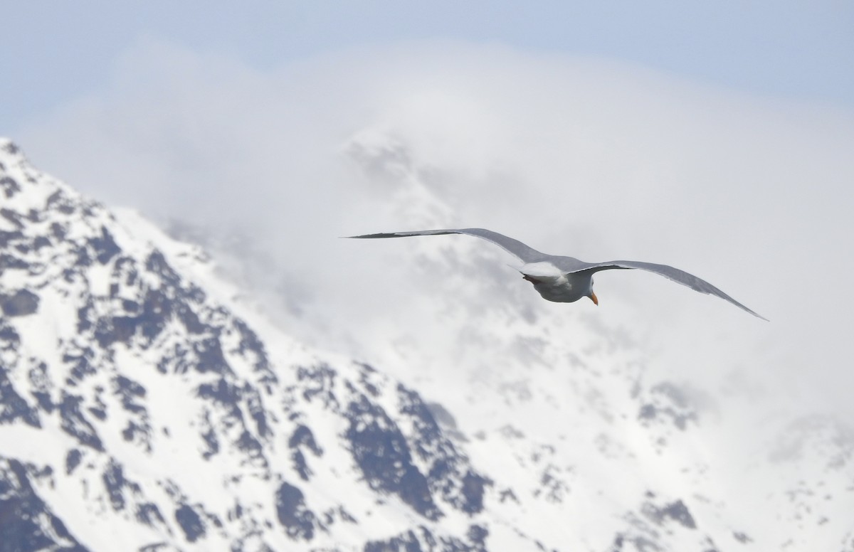 Glaucous Gull - ML637048834