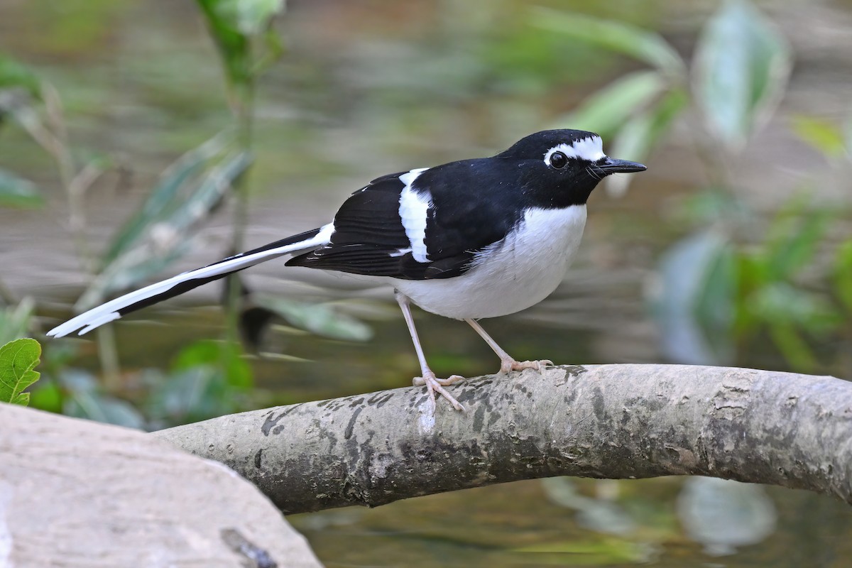 Black-backed Forktail - ML637048848