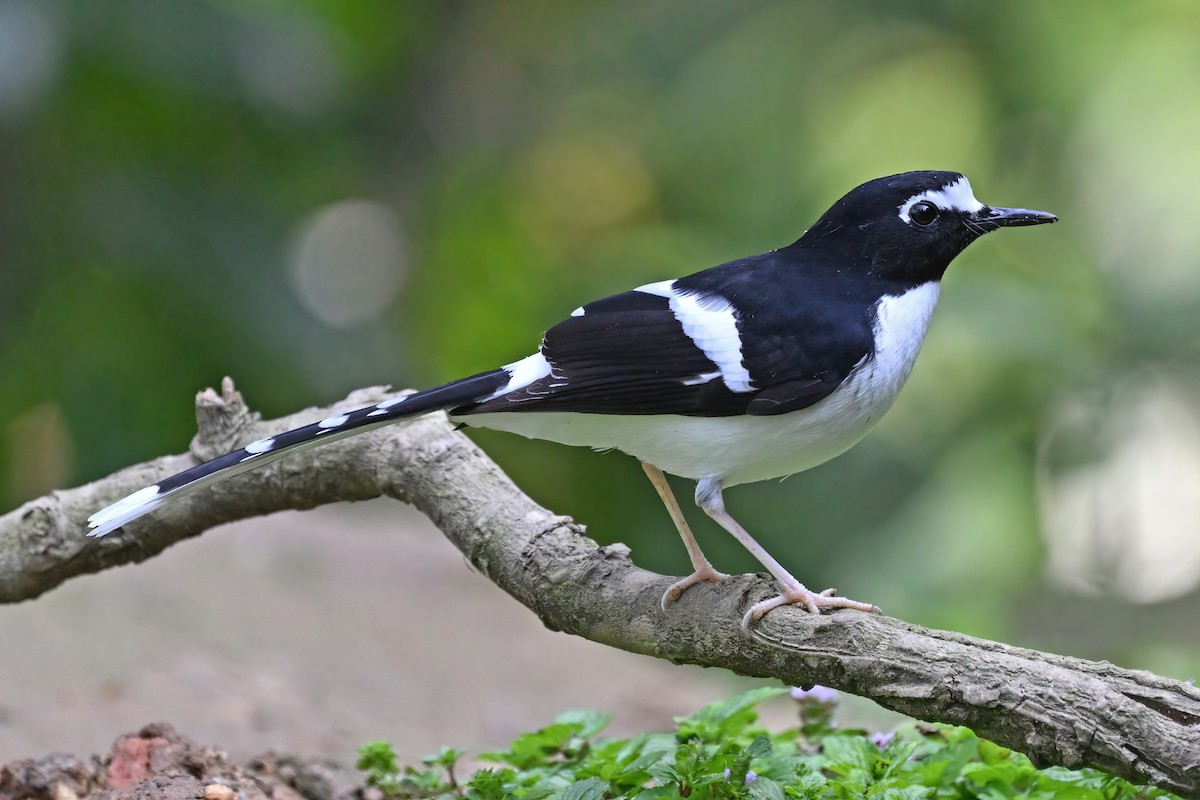 Black-backed Forktail - ML637048849