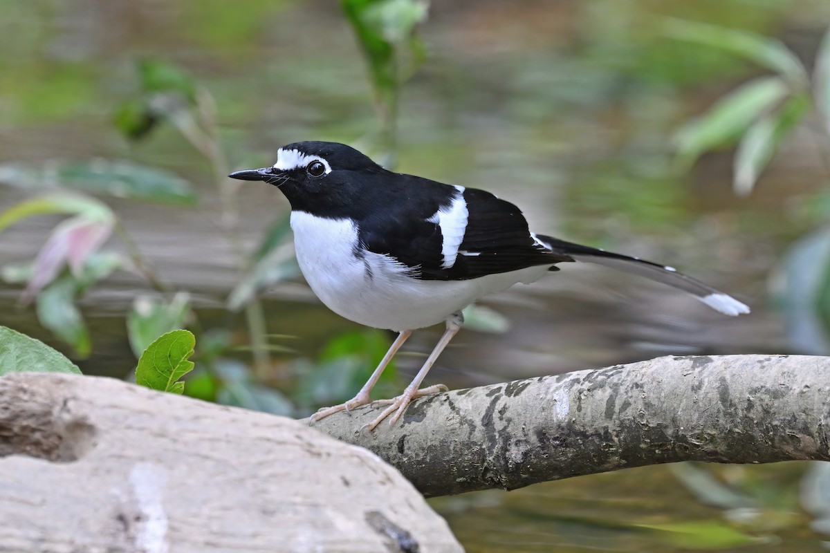 Black-backed Forktail - ML637048853