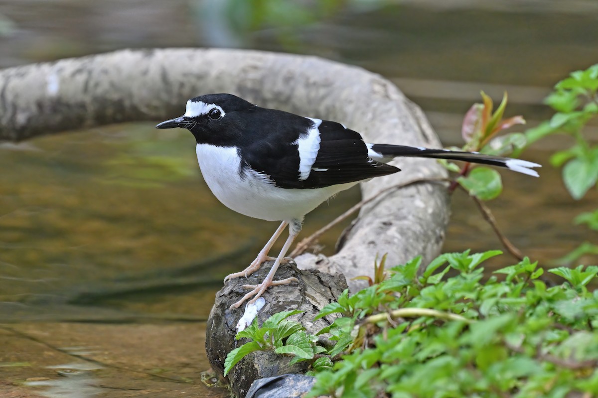 Black-backed Forktail - ML637048854