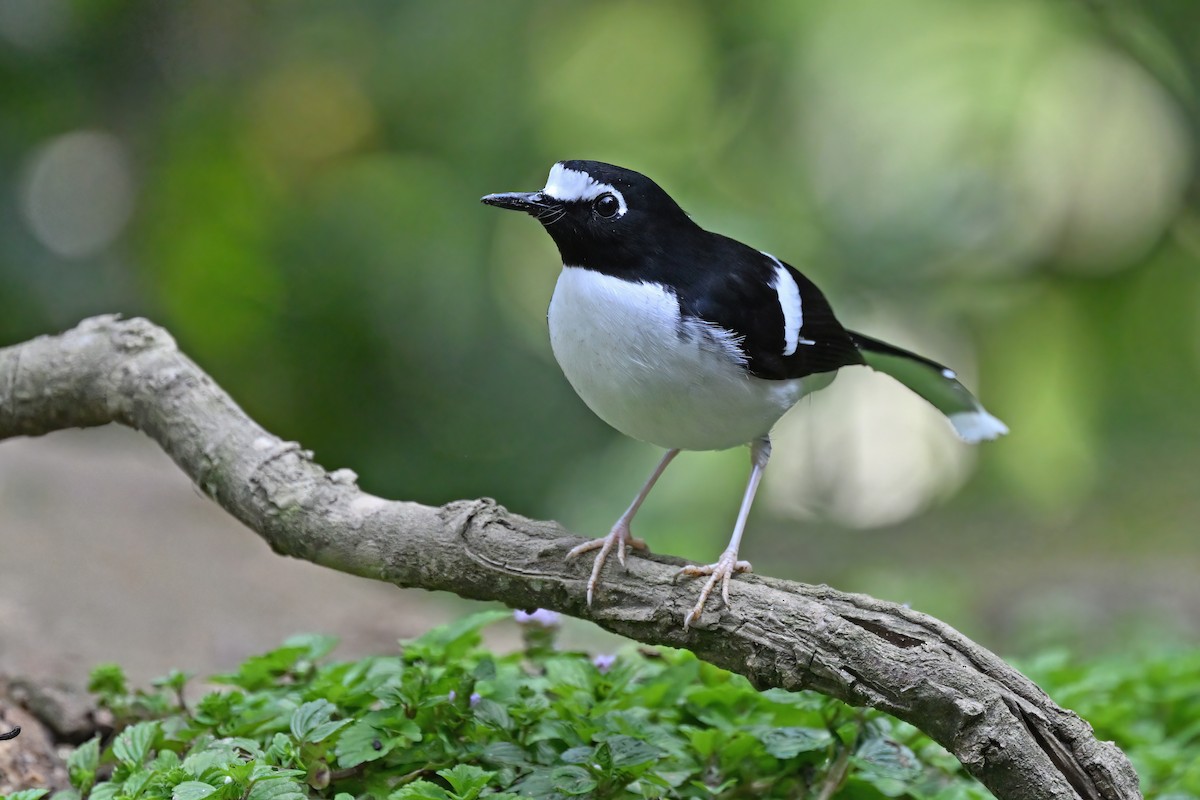 Black-backed Forktail - ML637048855