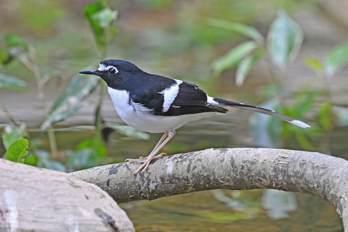 Black-backed Forktail - ML637048856