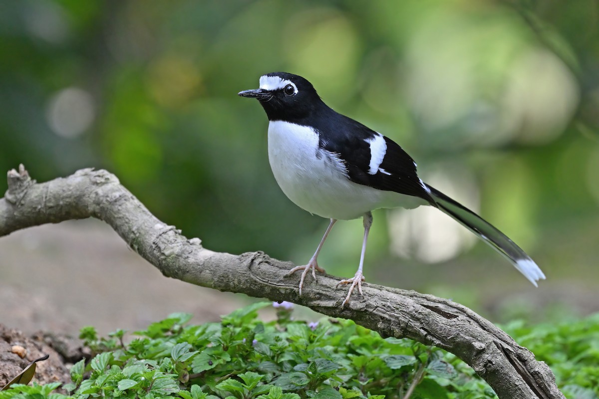 Black-backed Forktail - ML637048857