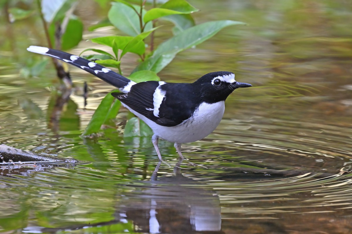 Black-backed Forktail - ML637048858