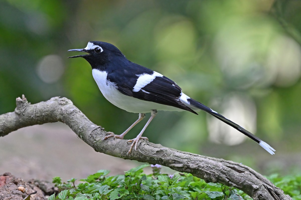 Black-backed Forktail - ML637048859