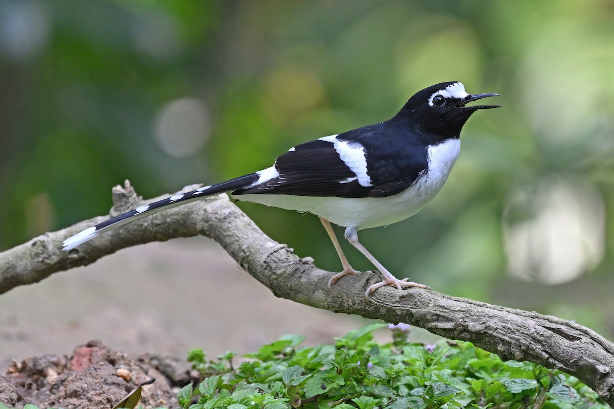 Black-backed Forktail - ML637048860