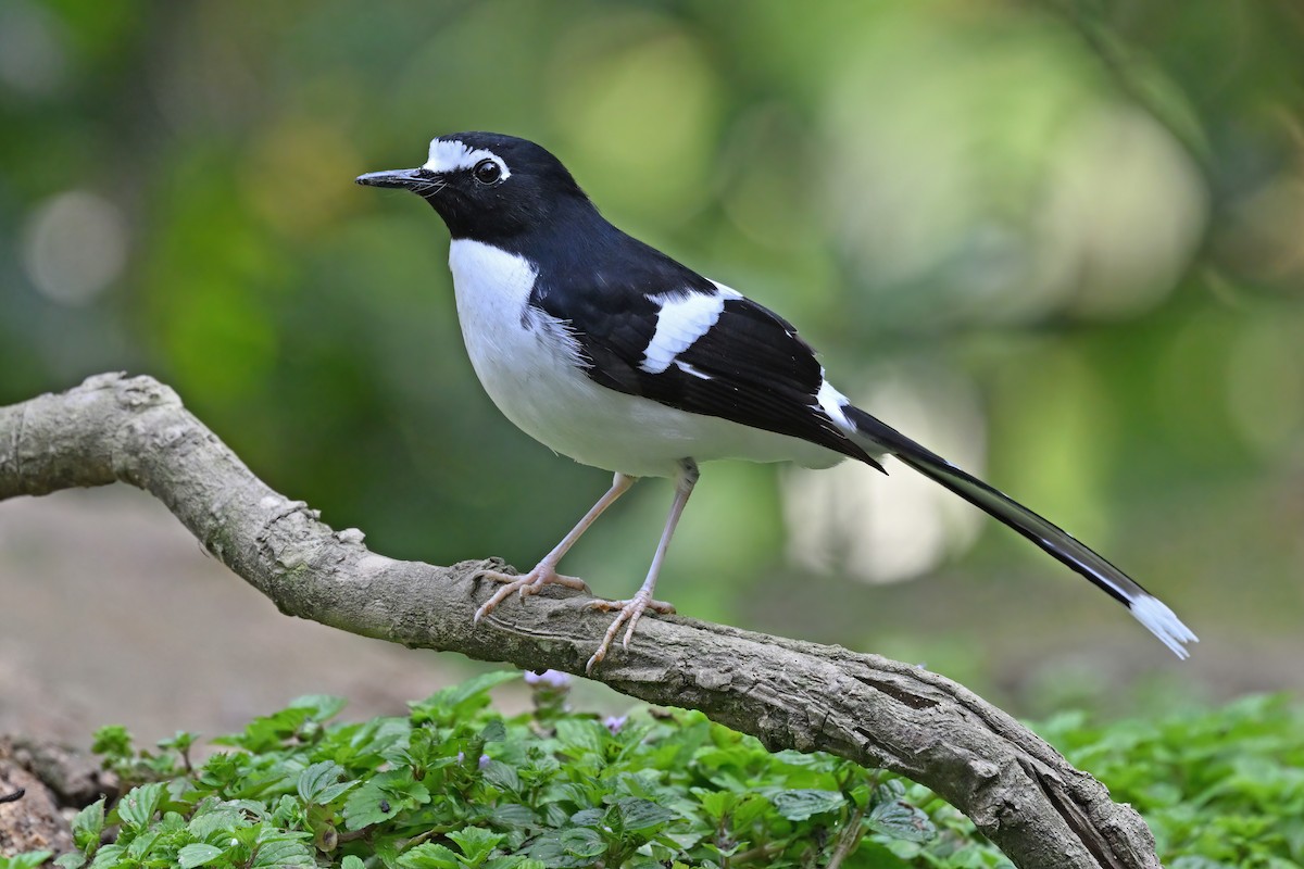 Black-backed Forktail - ML637048861