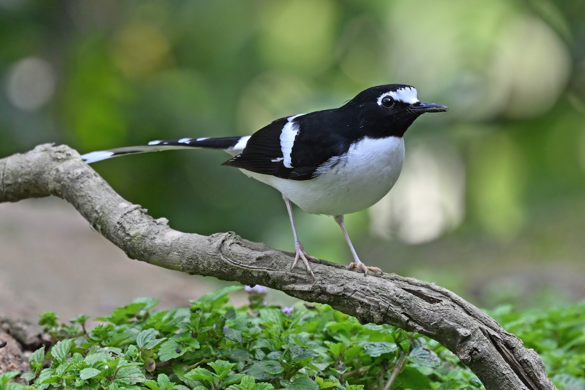 Black-backed Forktail - ML637048862