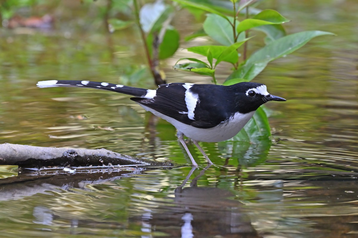 Black-backed Forktail - ML637048863