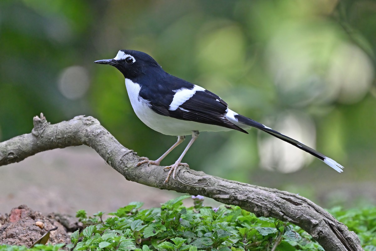 Black-backed Forktail - ML637048864
