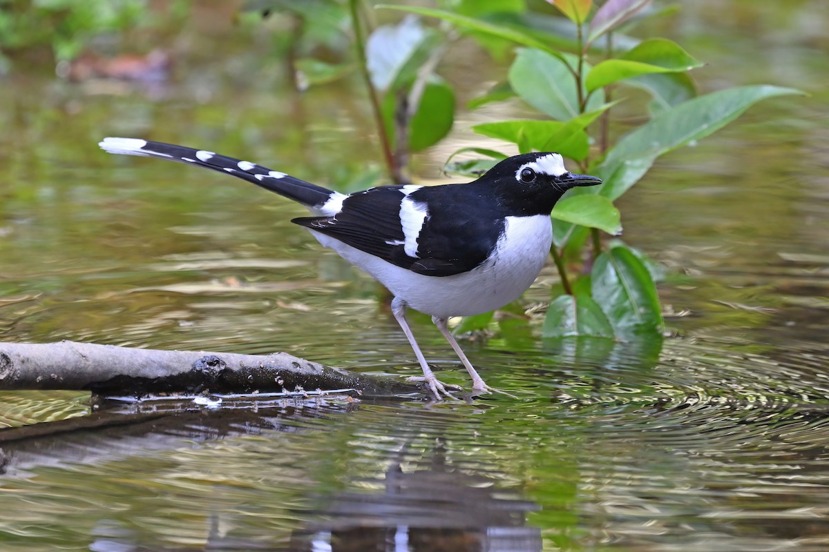 Black-backed Forktail - ML637048866