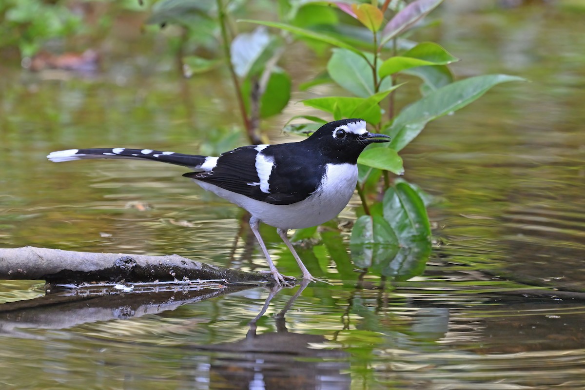 Black-backed Forktail - ML637048867