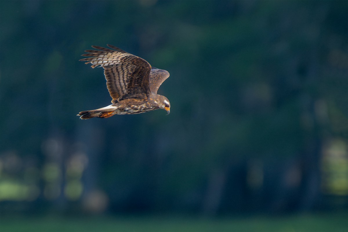 Snail Kite - ML637048868
