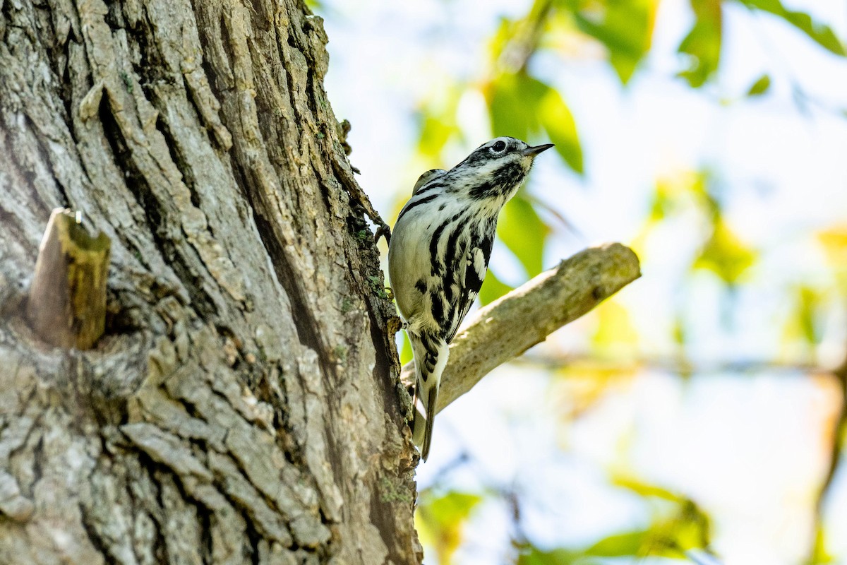 Black-and-white Warbler - ML637048872