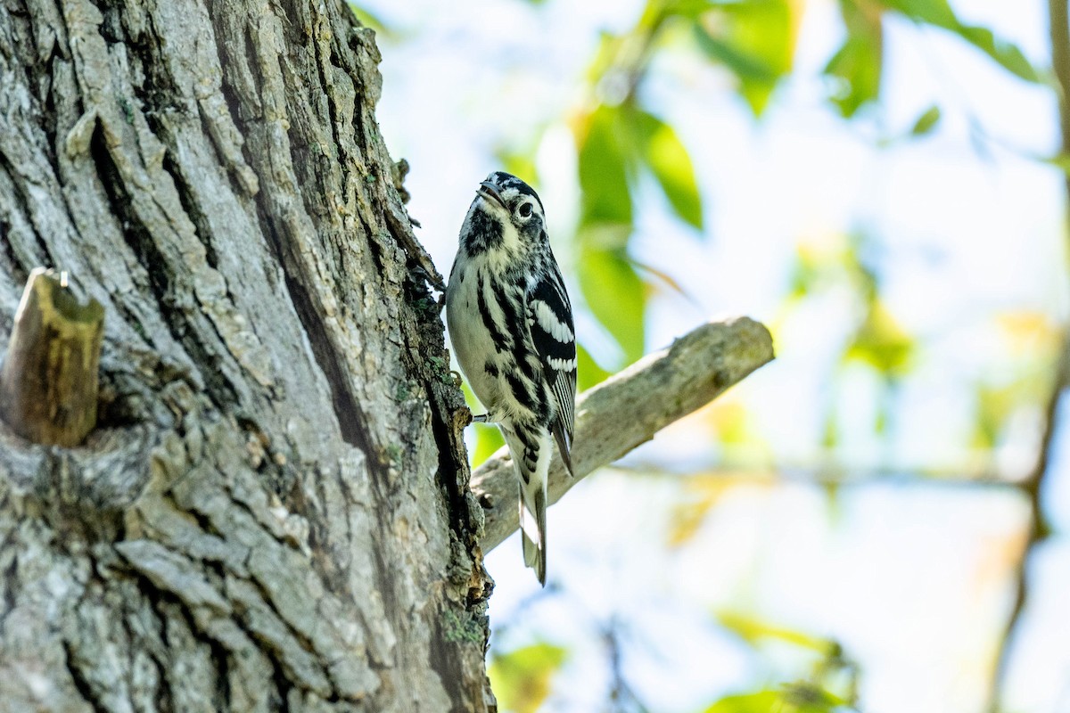 Black-and-white Warbler - ML637048873