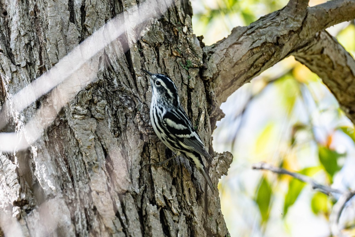 Black-and-white Warbler - ML637048874