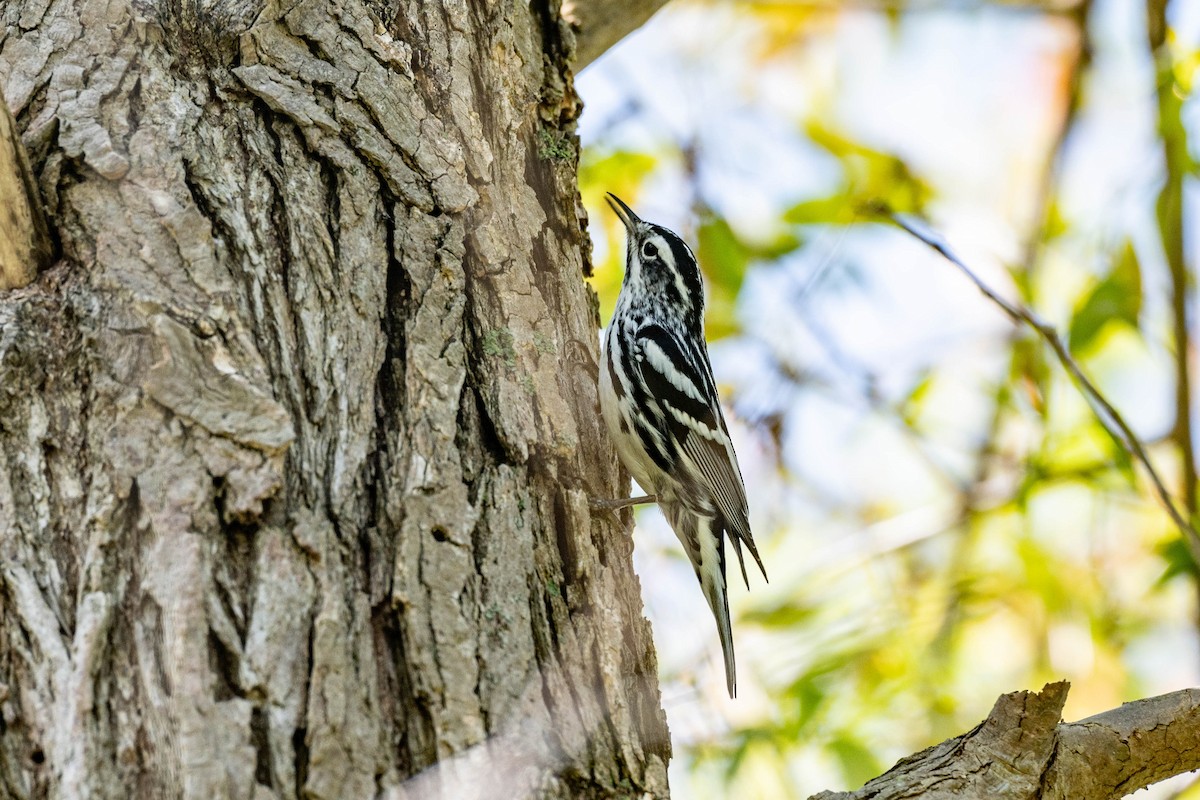 Black-and-white Warbler - ML637048875