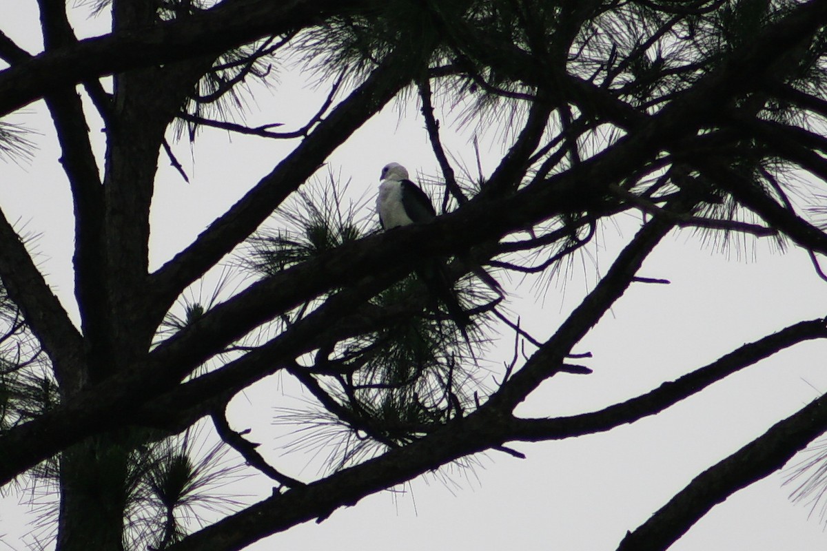 Swallow-tailed Kite - ML637048876