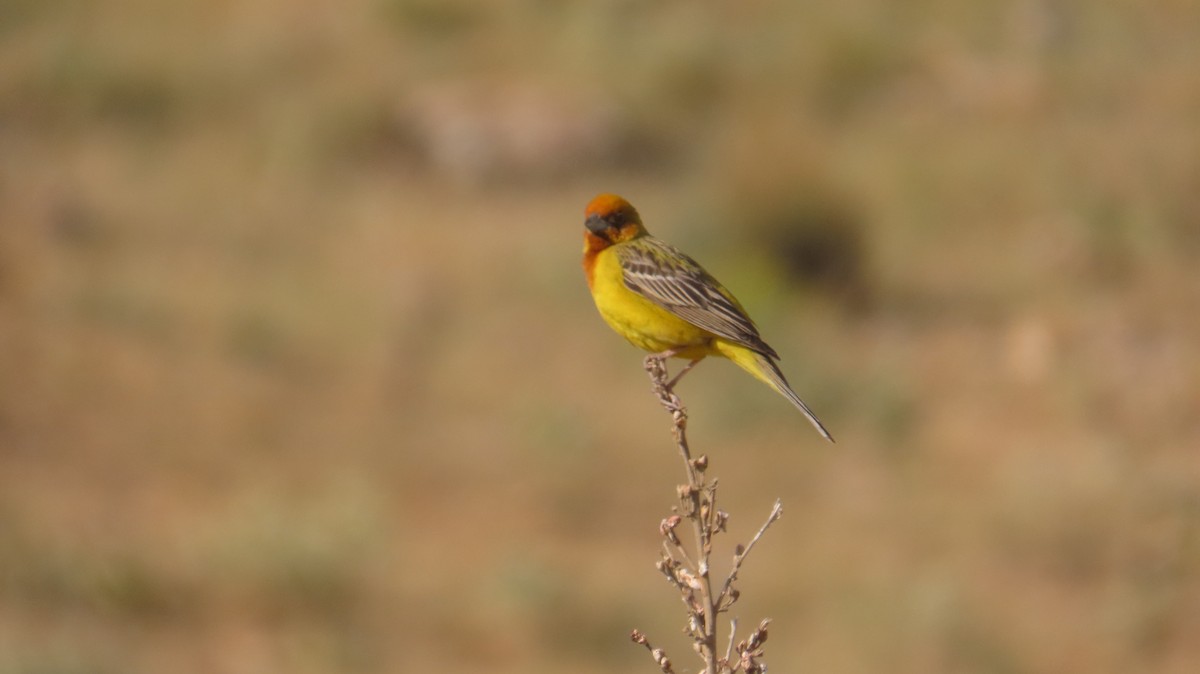 Red-headed Bunting - ML637048881