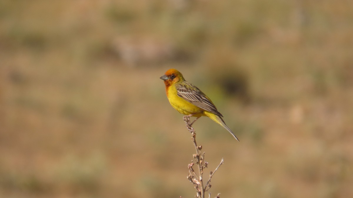 Red-headed Bunting - ML637048882