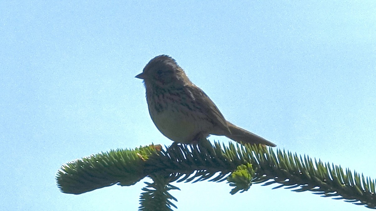 Lincoln's Sparrow - ML637048883