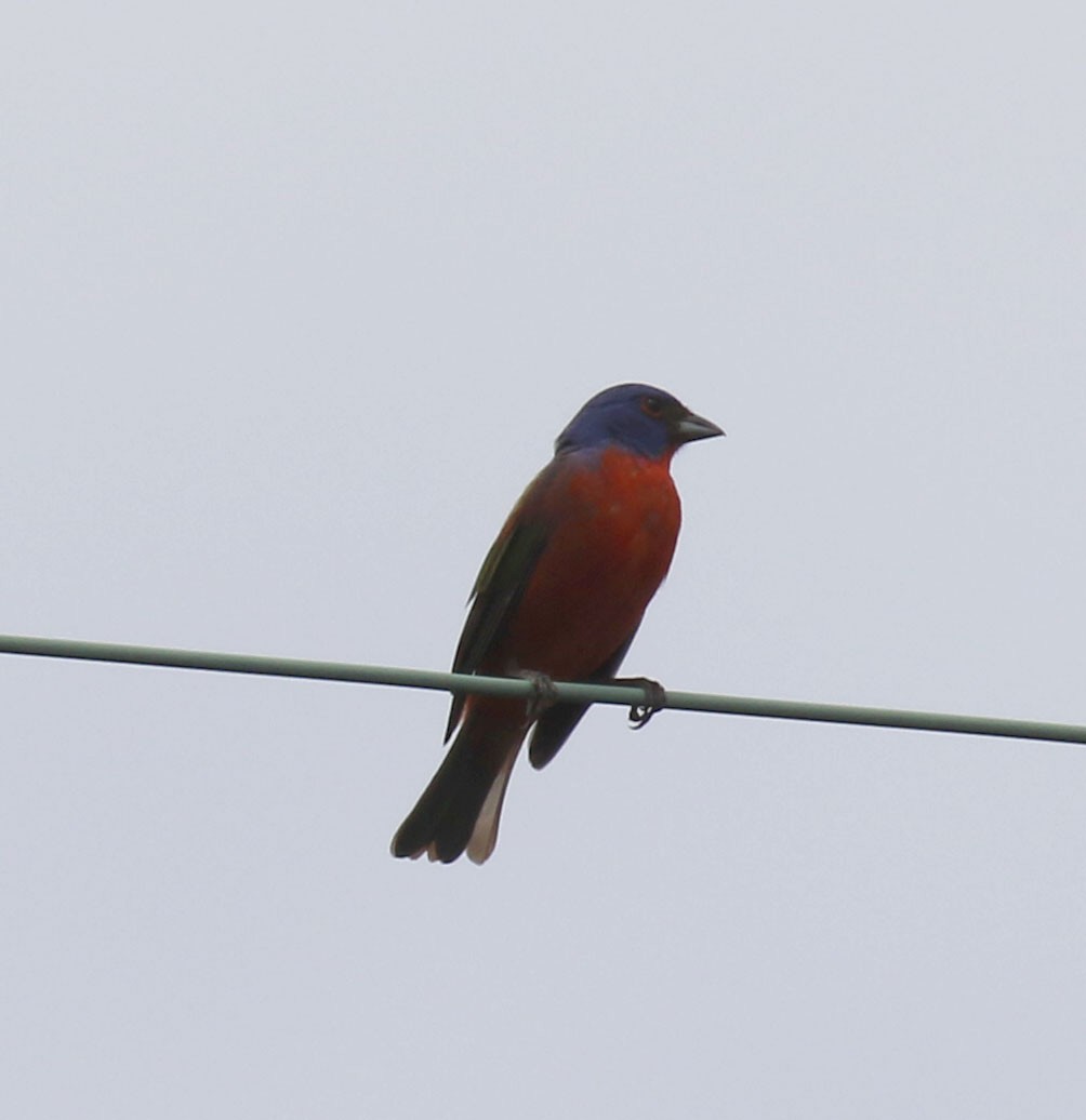 Painted Bunting - ML637048886
