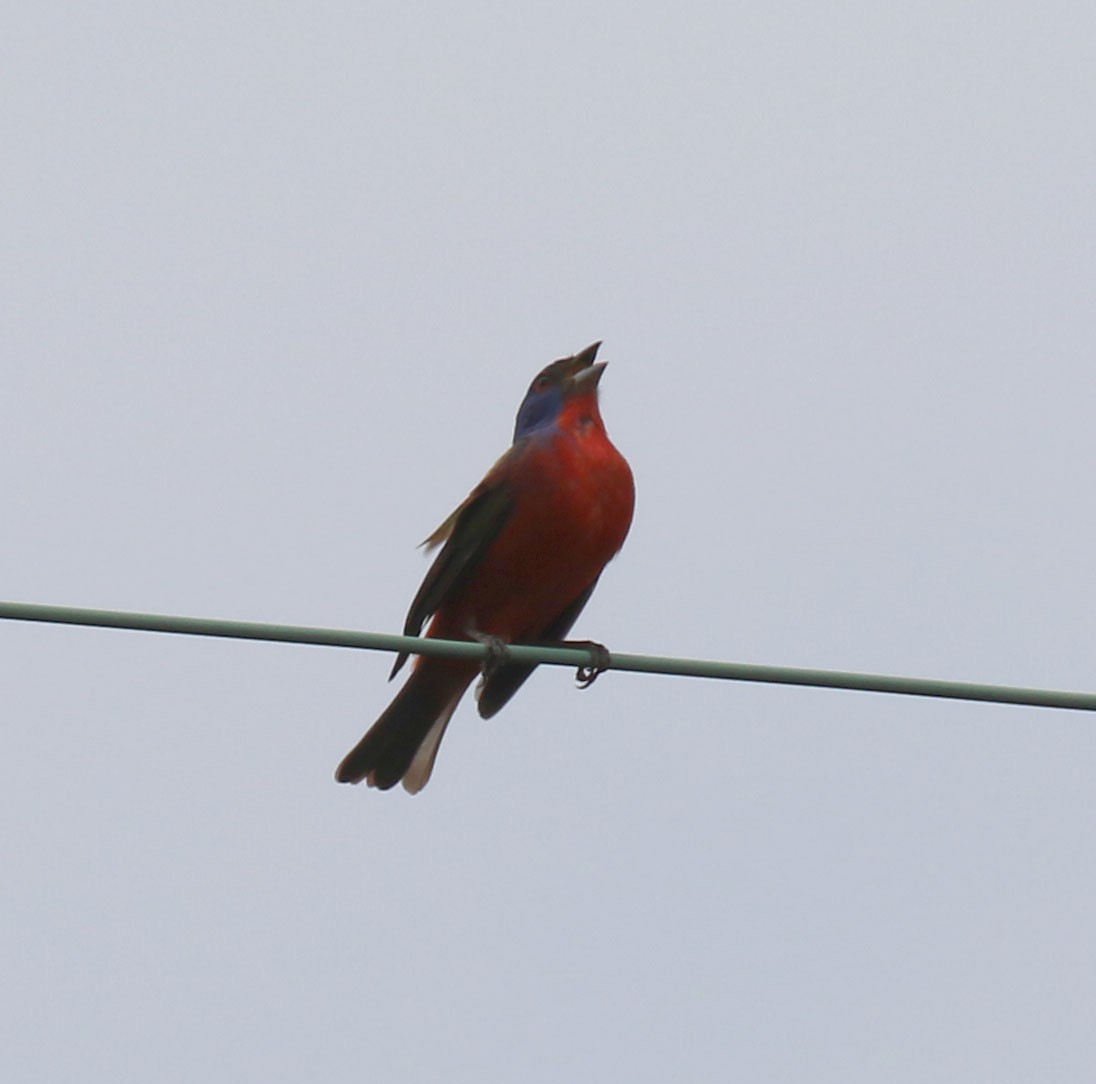 Painted Bunting - ML637048887