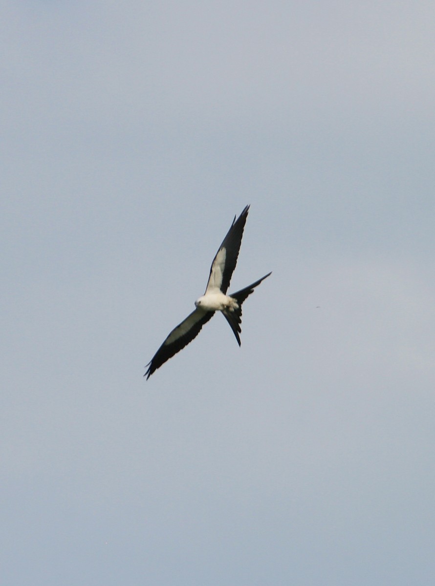 Swallow-tailed Kite - ML637048888