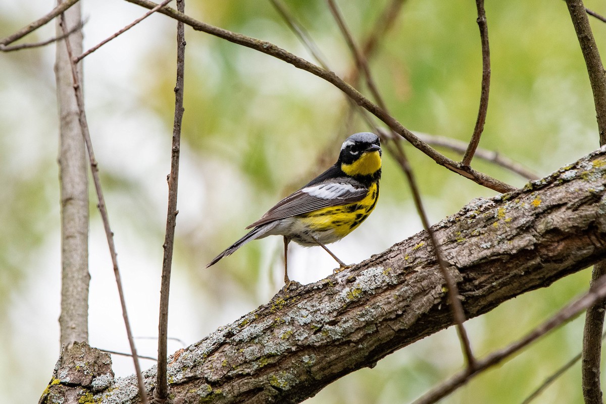Magnolia Warbler - ML637048893