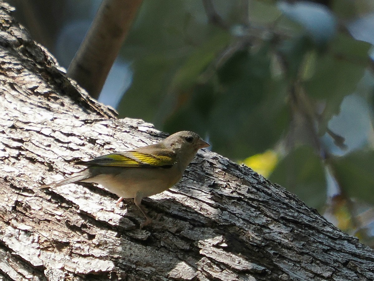 Lawrence's Goldfinch - ML637048899