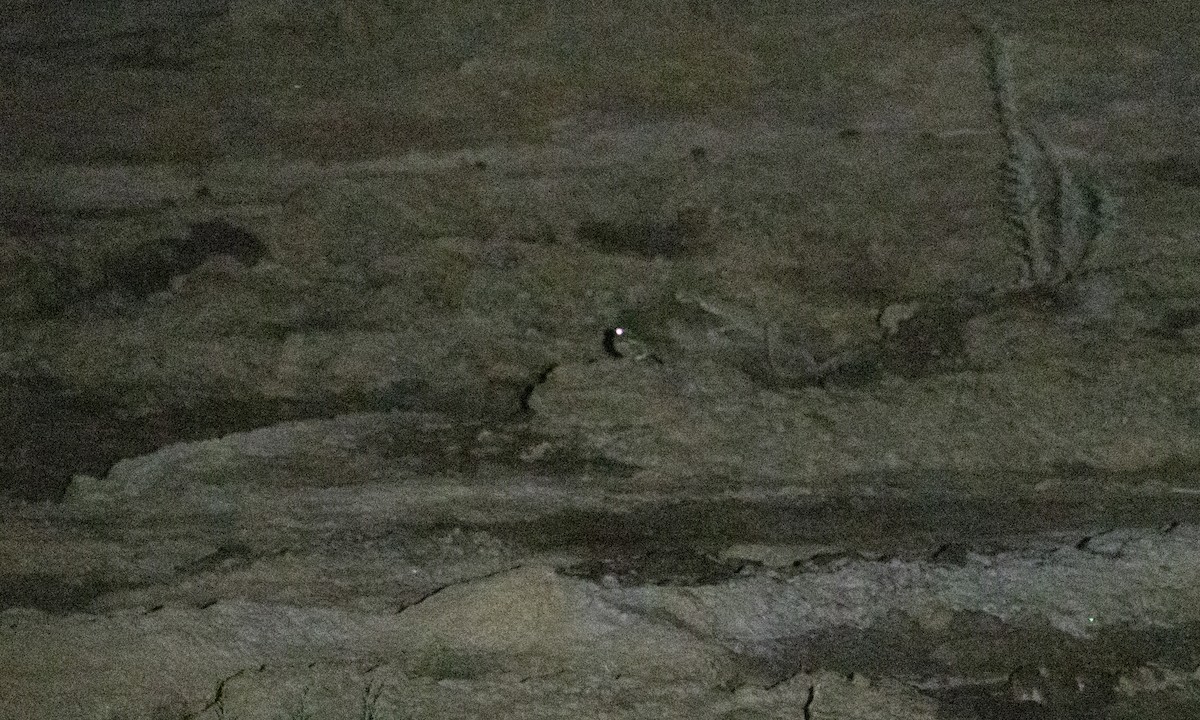 nightjar sp. - ML637048937