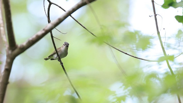 Vireo occhirossi - ML637048939