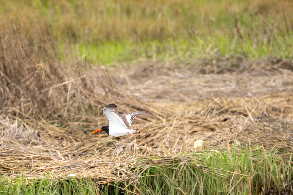 American Oystercatcher - ML637048945