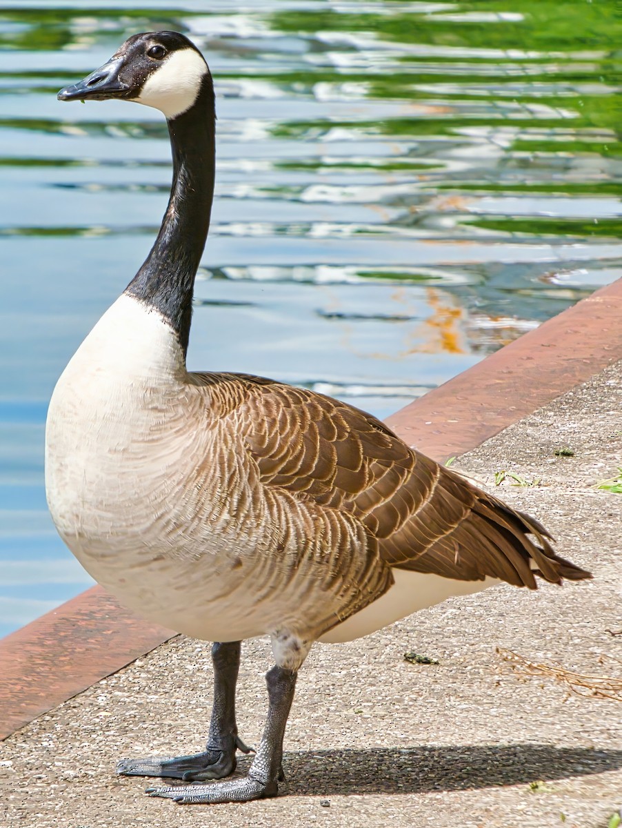 Canada Goose - ML637048946