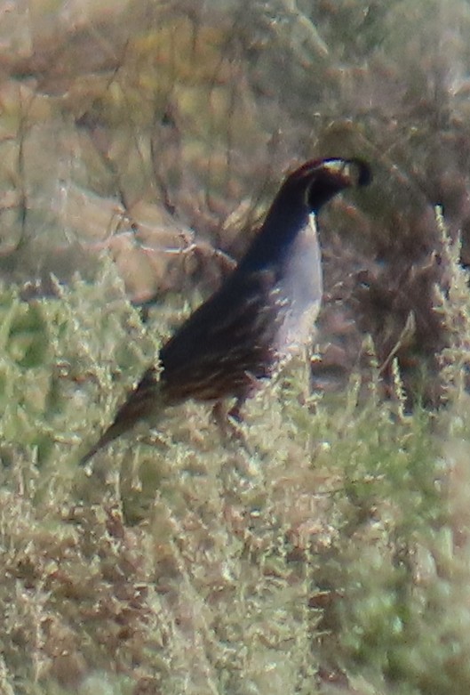 California Quail - ML637048947