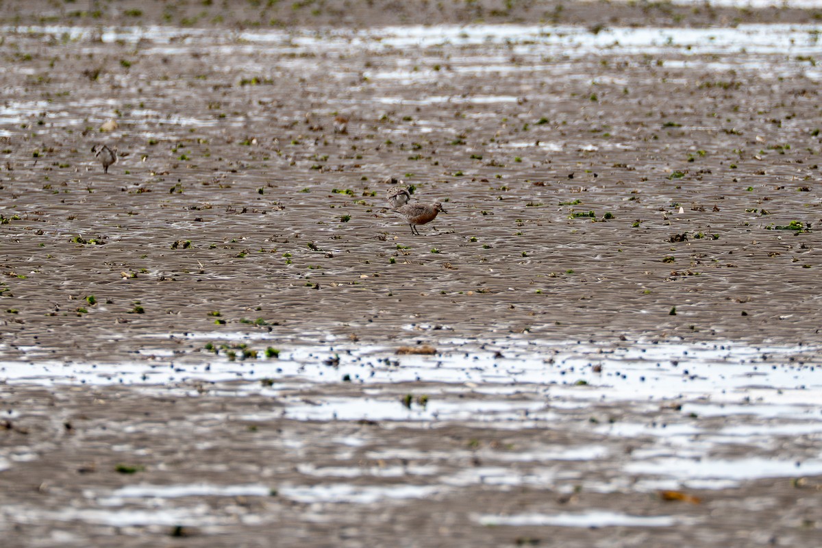 Red Knot - ML637048948