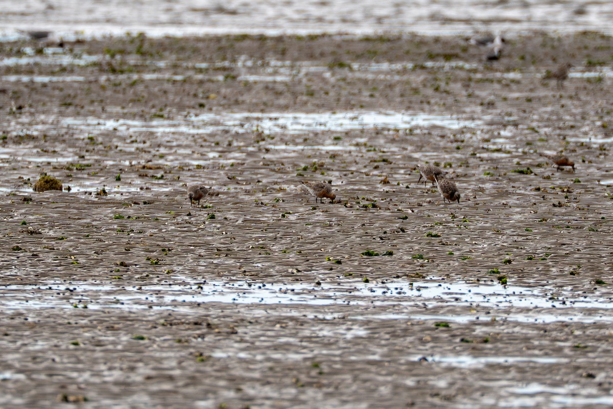 Red Knot - ML637048949