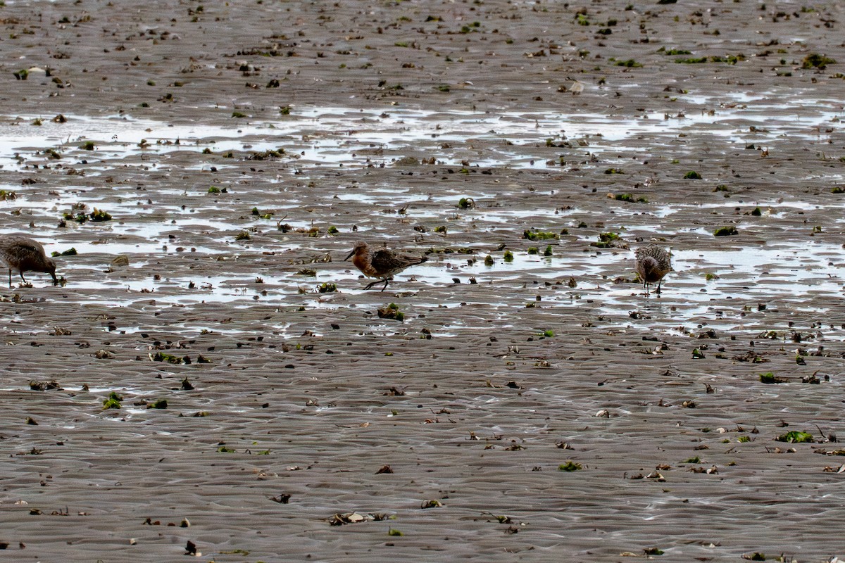 Red Knot - ML637048951