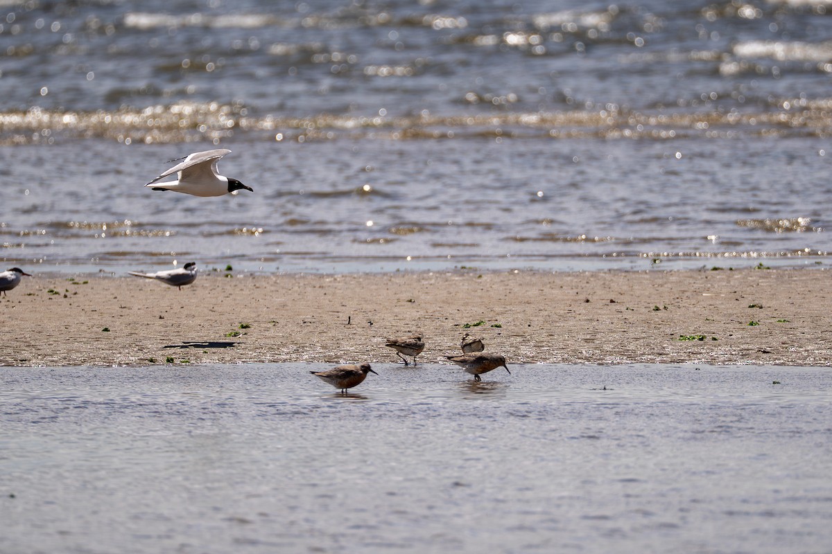 Red Knot - ML637048952