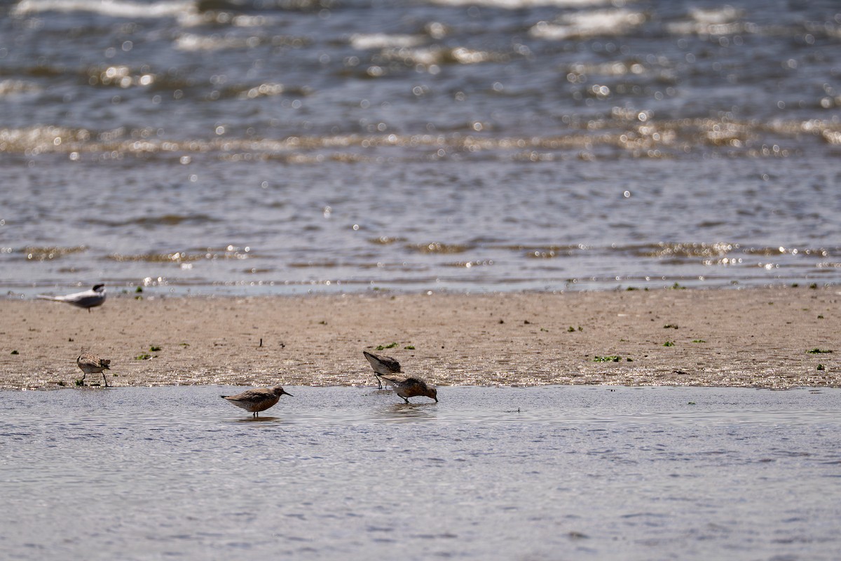 Red Knot - ML637048953