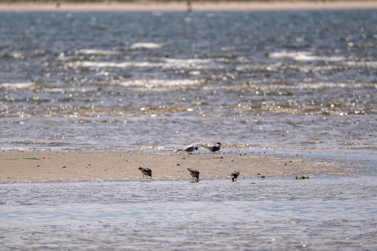 Red Knot - ML637048954