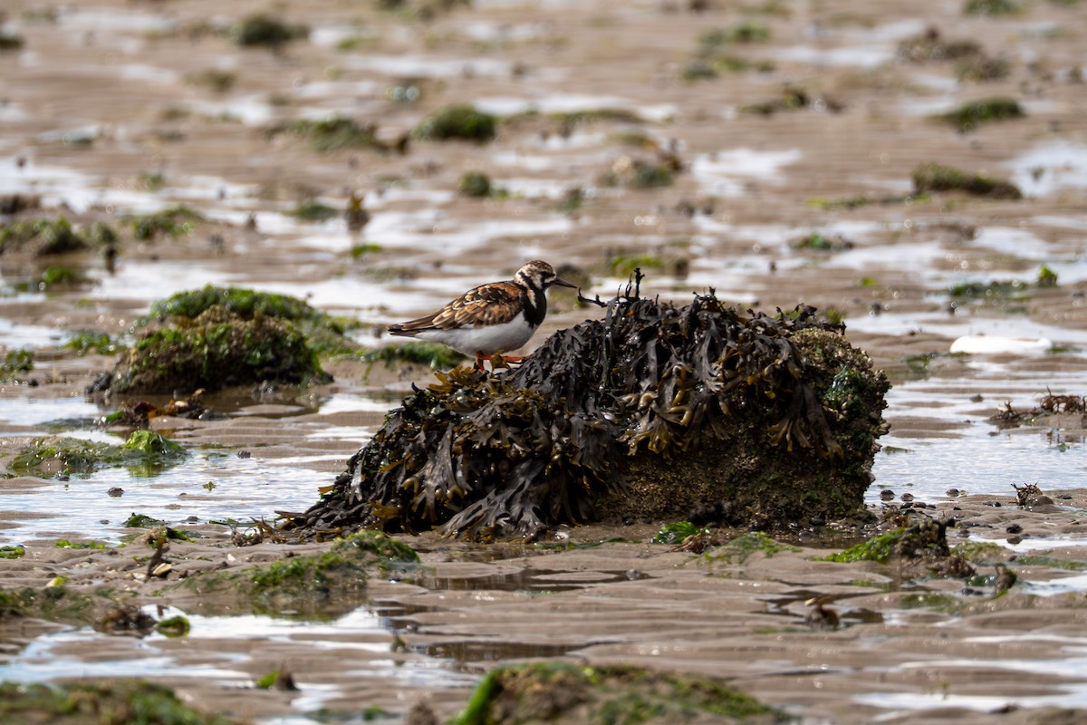 Ruddy Turnstone - ML637048955