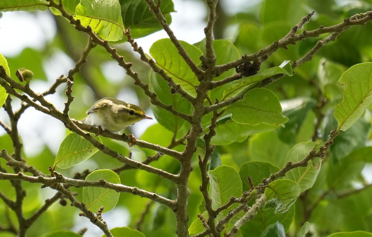 Wood Warbler - ML637048957