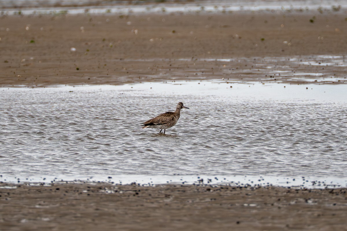 Willet - ML637048958